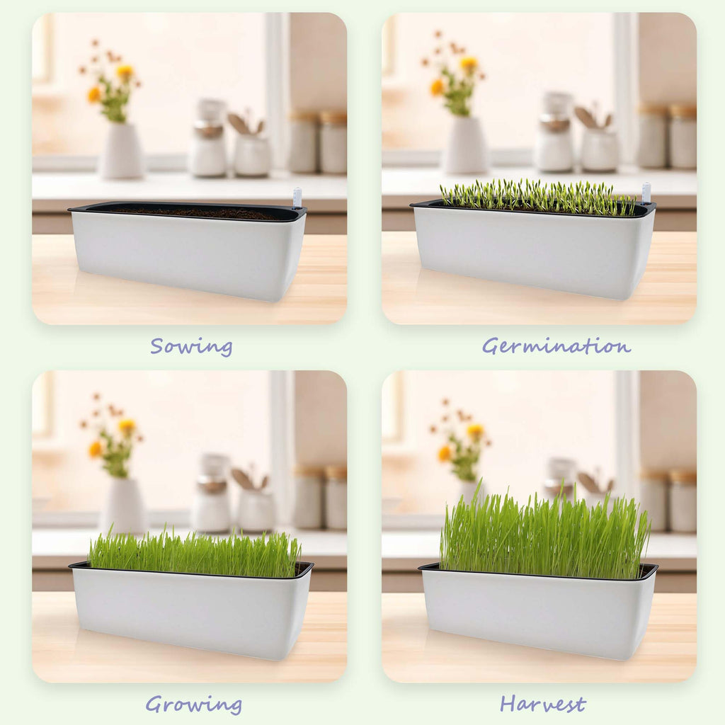 Indoor Cat Grass with Organic Seed Mix Rectangular Planter B642857