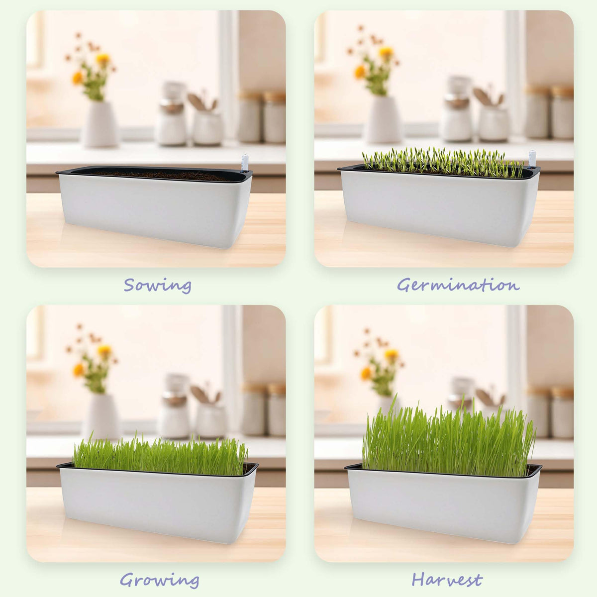 Indoor Cat Grass with Organic Seed Mix Rectangular Planter B642857