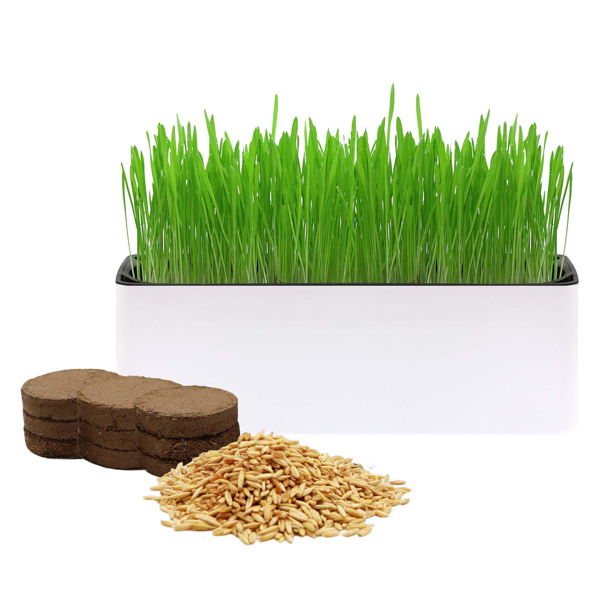 Indoor Cat Grass with Organic Seed Mix Rectangular Planter B642857