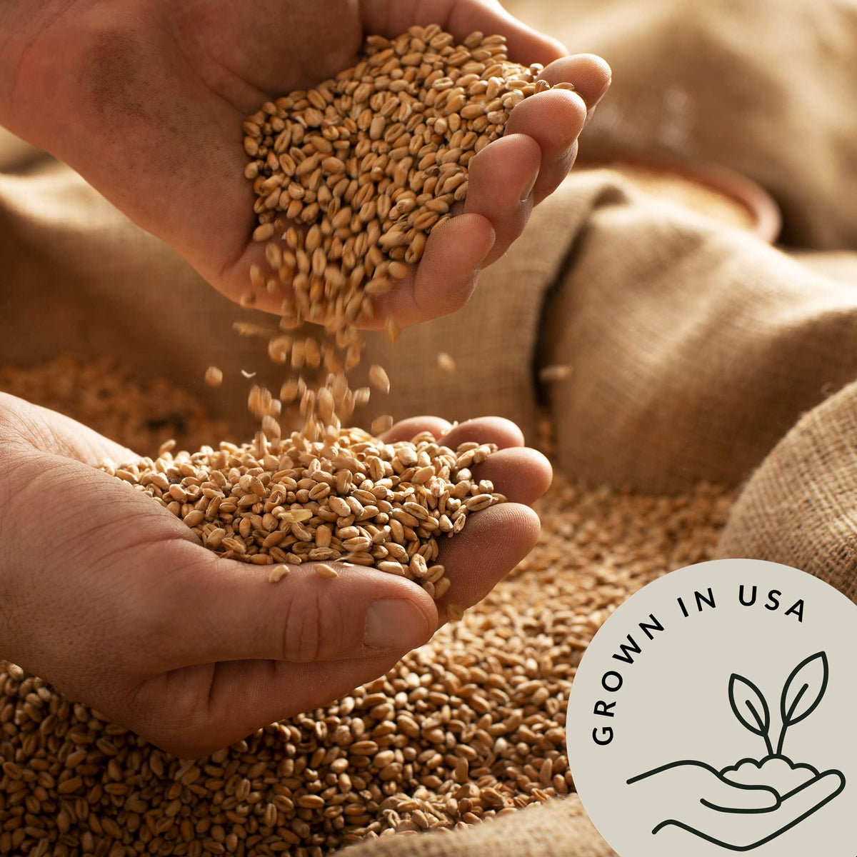 Organic Hard White Wheat Berries 5.8 lb L427347
