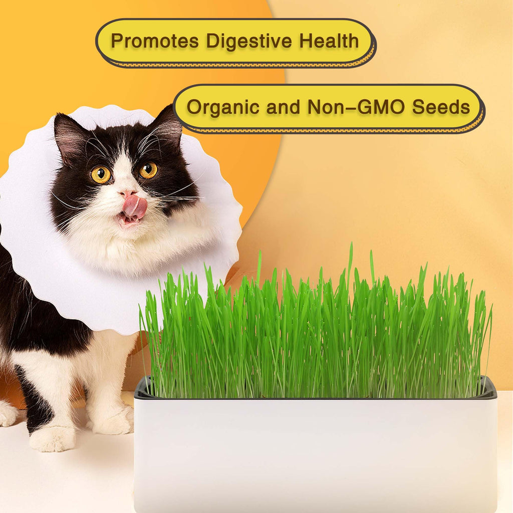 Indoor Cat Grass with Organic Seed Mix Rectangular Planter B642857