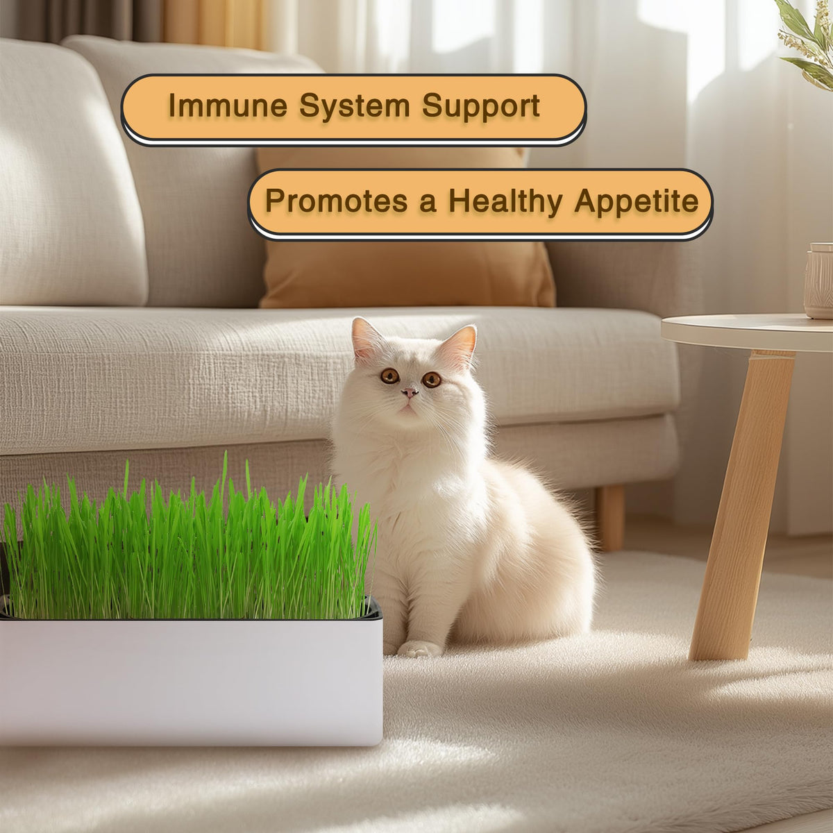 Indoor Cat Grass with Organic Seed Mix Rectangular Planter B642857