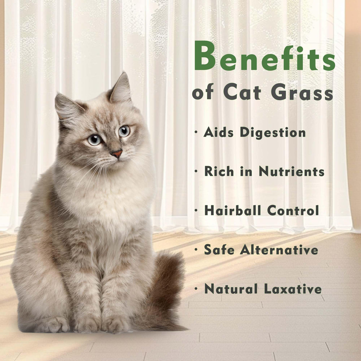 Indoor Cat Grass with Organic Seed Mix Rectangular Planter B642857