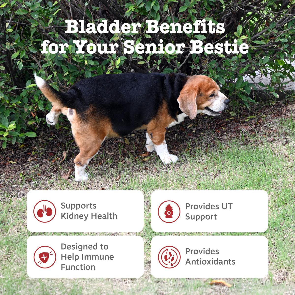 Senior Dog Bladder Control Supplement Chicken 90ct Q8949